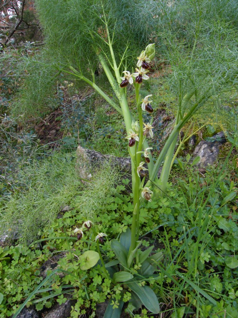 Passeggiate orchidologiche 2013